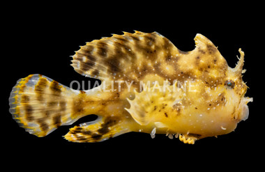 Zebra Sargassum Anglerfish