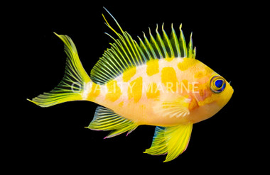 Borbonius Anthias