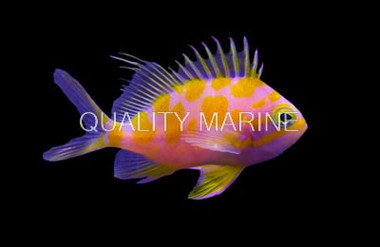 Borbonius Anthias