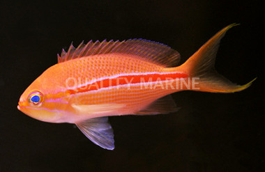 Red Stripe Anthias