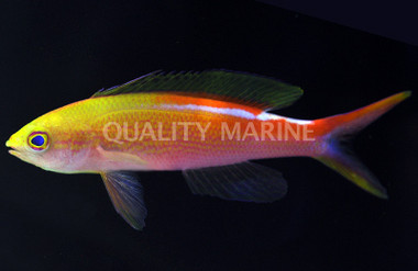 Privitera's Fairy Anthias