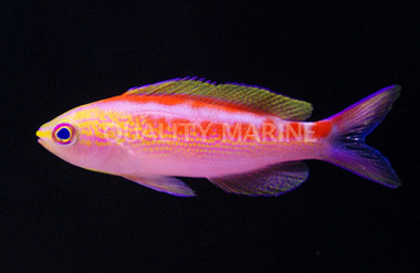 Central Pacific Anthias