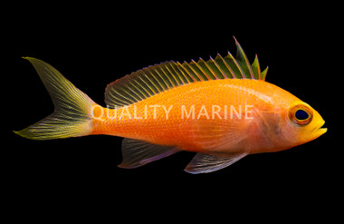 Randall's Anthias