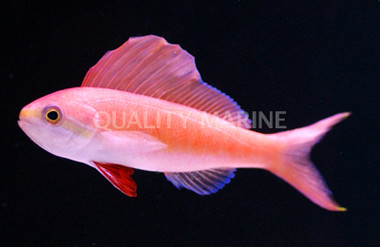 Philippine Sailfin Anthias, Male :: 11063