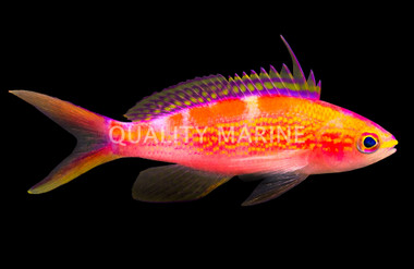 Red Saddled Anthias 