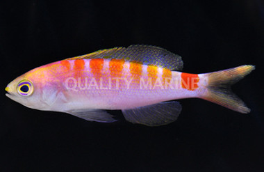 New Caledonia Sunrise Anthias, Female :: 11080