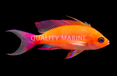 Randall's Anthias