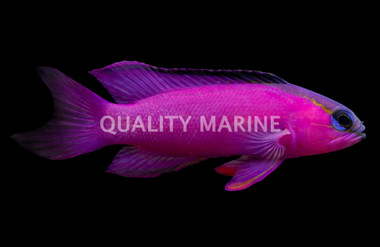 Blackcap Basslet