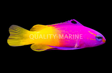 Royal Gramma Basslet