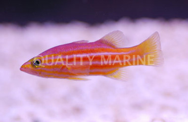 African Basslet