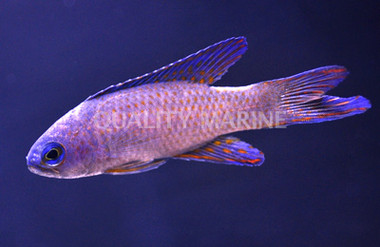 Randall's Assessor Basslet