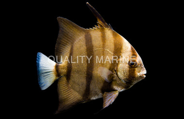 Atlantic Spadefish