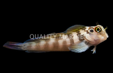 Large Banded Blenny