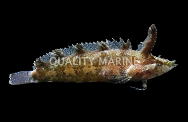 Rhino Blenny :: 12516