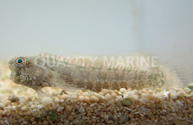 Assorted Sailfin Blenny :: 12522