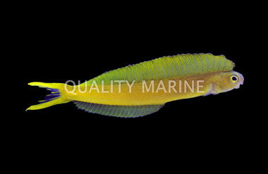 Bicolor Fang Blenny