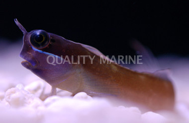Yellow Eye Combtooth Blenny