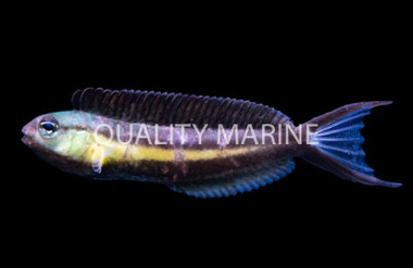 Bundoon Blenny