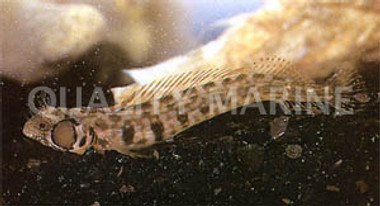 Browncheek Barnacle Blenny