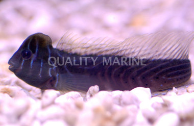 Oyster Blenny 