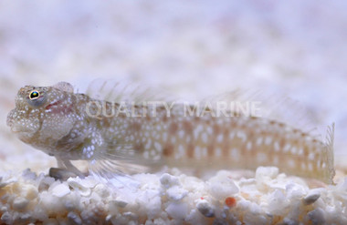 Delicate Blenny