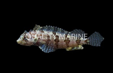 Hairy Blenny :: 12610