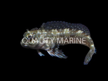 Pearl Blenny :: 12611