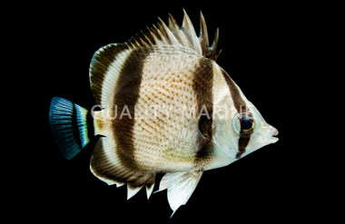 Three Banded Butterflyfish