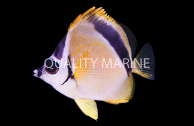 Blacknosed Butterflyfish