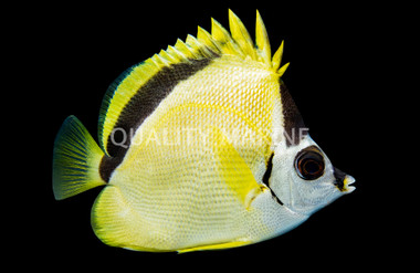 Blacknosed Butterflyfish