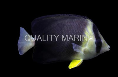 Blackburn's Butterflyfish