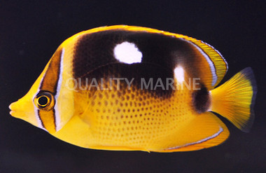 Fourspot Butterflyfish