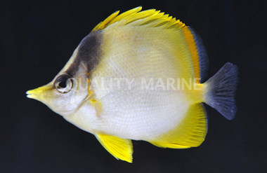 Brazilian Butterflyfish