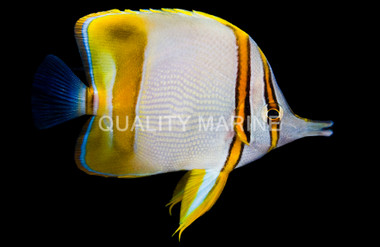 Marginalis Butterflyfish 