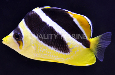 Mitratus Butterflyfish