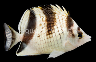 Asian Butterflyfish