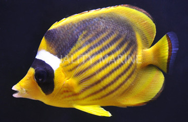 Red Sea Raccoon Butterflyfish