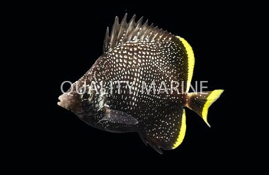 Wrought Iron Butterflyfish