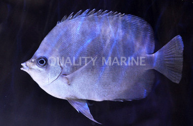 Thompson's Butterflyfish