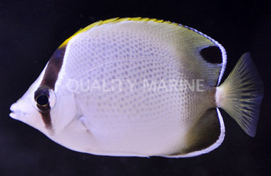 African Butterflyfish