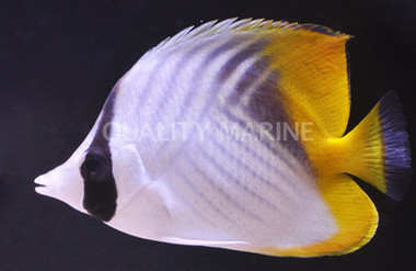 Red Sea Auriga Butterflyfish :: 13108