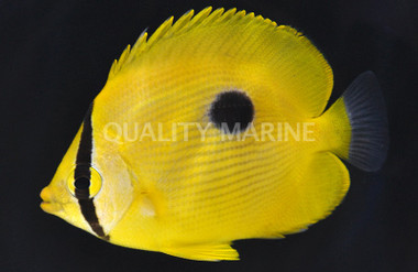Zanzibar Butterflyfish