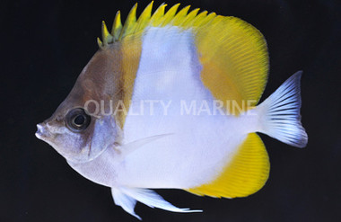 Pyramid Hybrid Butterflyfish