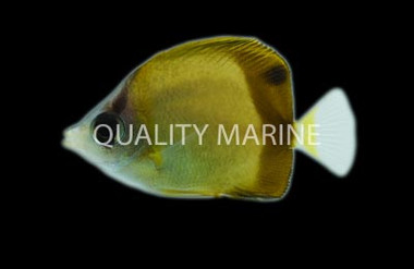 Japanese Butterflyfish