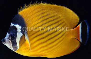 Hong Kong Butterflyfish