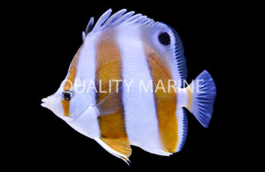 Brown Banded Butterflyfish