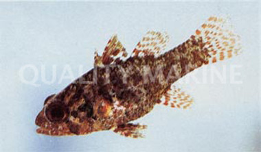 Speckled Fowler Cardinalfish :: 13518