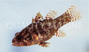 Speckled Fowler Cardinalfish :: 13518
