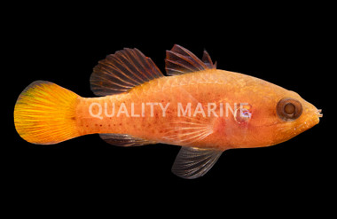 Red Tail Cardinalfish :: 13522