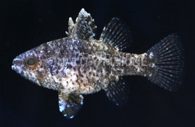 Variegated Cardinalfish